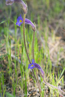 One-flowered broomrape this is typically a fairly rare flower around here, but this year it is booming - lots of taller and larger than normal flowers, over a wider area. Aphyllon uniflorum,One-Flowered Cancer Root,One-flowered broomrape,Orobanche uniflora