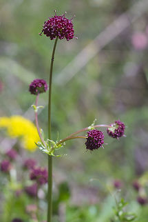 purple sanicle  Geotagged,Sanicula bipinnatifida,Spring,United States