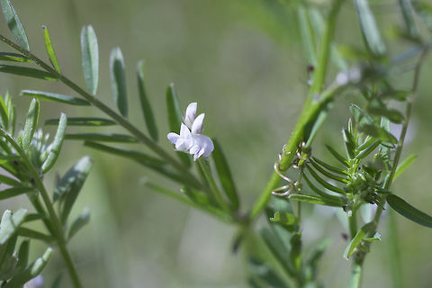 Tiny vetch