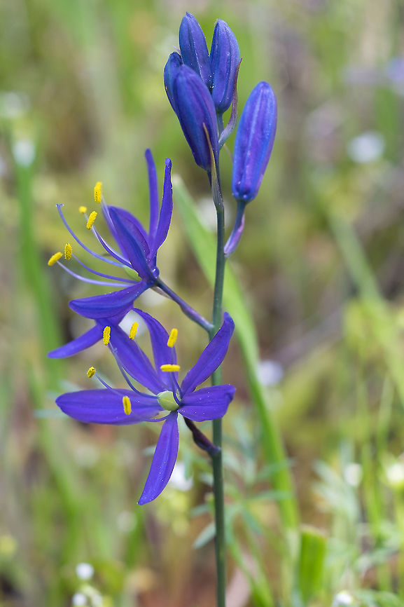 Small camas  Camas,Camassia quamash,Geotagged,Spring,United States