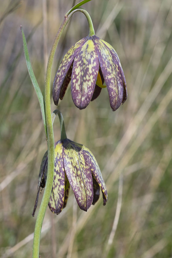 Chocolate lily It's shaping up to be a good year for flowers. This trail is known for having the rare chocolate lily, but this year it has a bumper crop! Fritillaria affinis,Geotagged,Spring,United States,chocolate lily