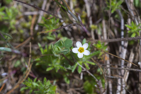 True babystar  Geotagged,Leptosiphon bicolor,Spring,United States