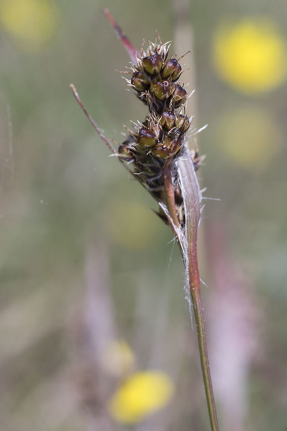 Common Woodrush  Geotagged,Luzula multiflora,Spring,United States