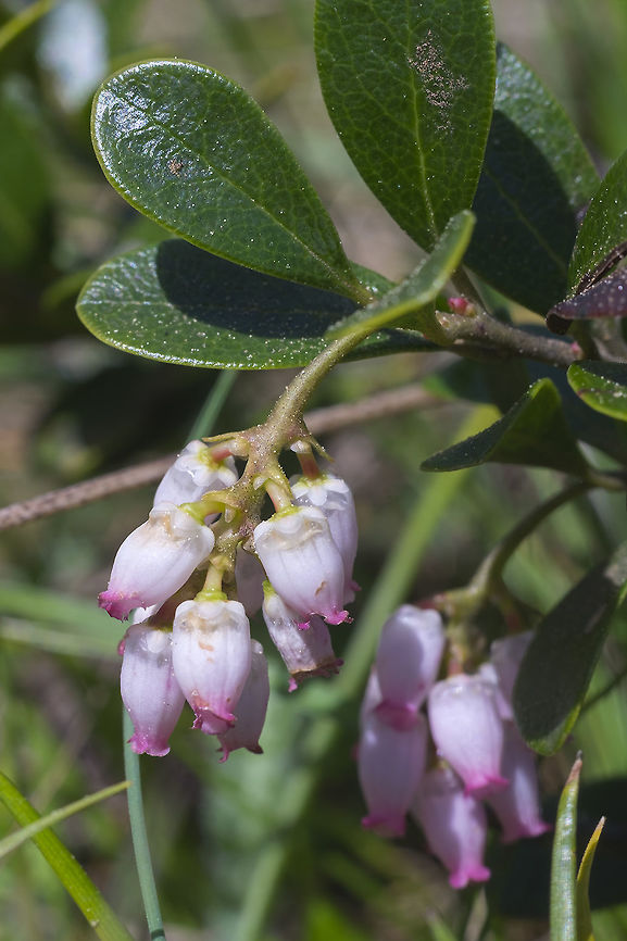 kinnikinnick  Arctostaphylos uva-ursi,Geotagged,Kinnikinnick,Luzula multiflora,Spring,United States