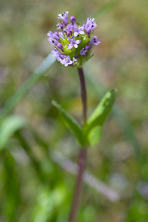 Short spur plectritis Some of my sources treat this as a different species - Plectritis brachystemon, others as a subspecies of P. congesta. This variation tends to be light pink-white with smaller flower heads, compared to P. congesta congesta.  Plectritis congesta,Shortspur seablush