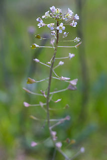 Shepherd's Purse  Capsella bursa-pastoris,Geotagged,Shepherds Purse,Spring,United States
