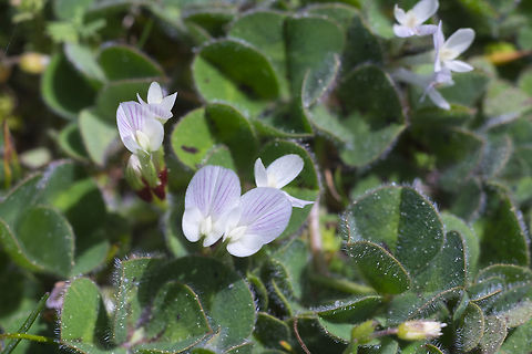 Burrowing clover  Geotagged,Spring,Subterranean clover,Trifolium subterraneum,United States