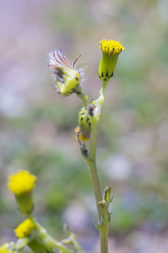 Old man in the spring introduced Geotagged,Senecio vulgaris,Spring,United States