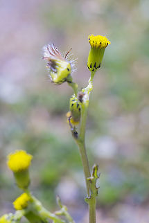 Old man in the spring introduced Geotagged,Senecio vulgaris,Spring,United States