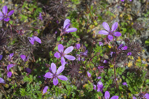 common stork's bill  Common stork's-bill,Erodium cicutarium,Geotagged,Spring,United States