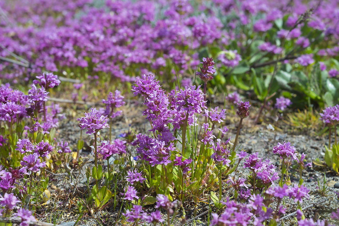 Sea blush - a few weeks later... what were a few scattered tiny plants has become fields of pink Geotagged,Plectritis congesta,Spring,United States