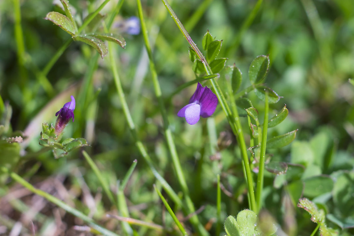 Spring pea  Geotagged,Spring,United States,Vicia lathyroides
