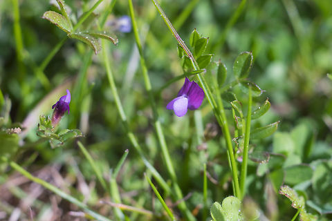 Spring pea  Geotagged,Spring,United States,Vicia lathyroides