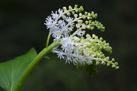 feathery false lily-of-the-valley  Geotagged,Maianthemum racemosum,Spring,United States