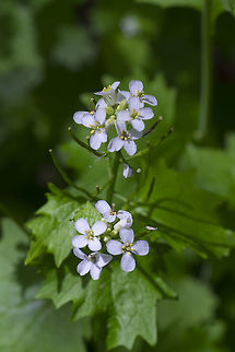 Garlic Mustard introduced Alliaria petiolata,Garlic mustard,Geotagged,Spring,United States