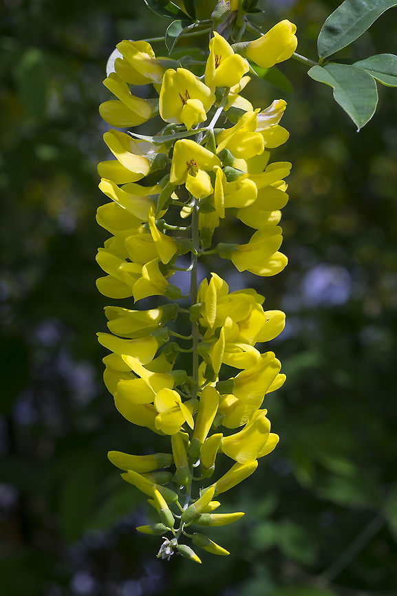 Golden Chain tree  Common Laburnum,Geotagged,Laburnum anagyroides,Spring,United States