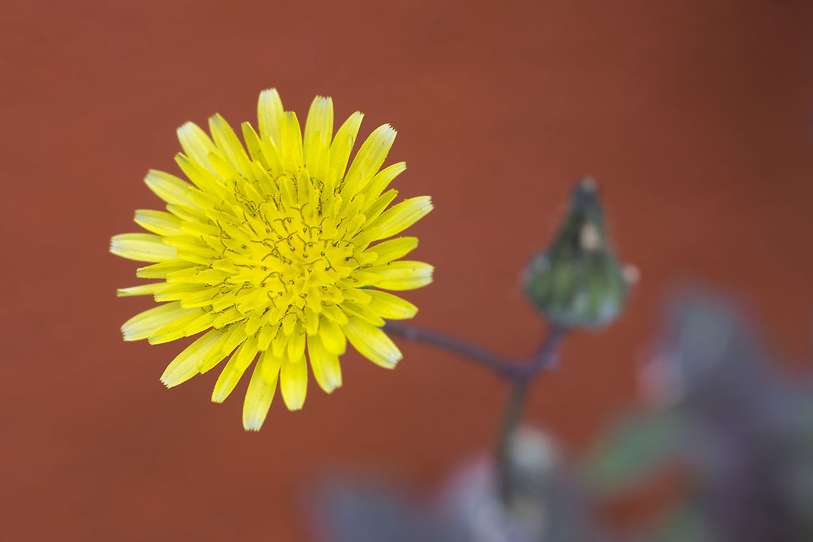 Prickly sow thistle  Geotagged,Sonchus asper,Spring,United States