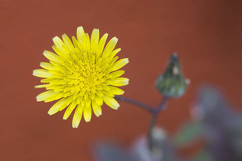 Prickly sow-thistle