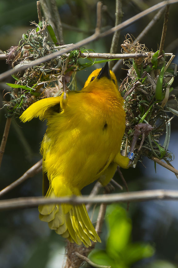 Taveta Golden Weaver this little guy is a captive bird, of course, but our local zoo has a number of very nice free flight aviaries that guests may enter - it makes getting nice photographs of the birds possible.  Ploceus castaneiceps,Taveta weaver