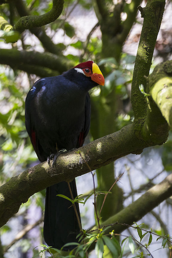 Lady Ross's Turaco captive animal in a free flying aviary Musophaga rossae,Rosss Turaco