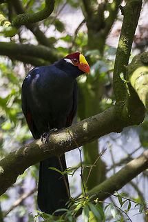 Lady Ross's Turaco captive animal in a free flying aviary Musophaga rossae,Rosss Turaco