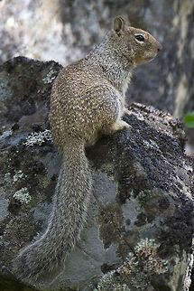 California Ground Squirrel  California ground squirrel,Geotagged,Otospermophilus beecheyi,Spring,United States