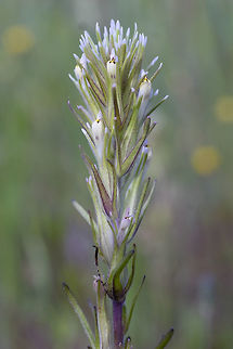 Valley Tassles  Castilleja attenuata,Geotagged,Spring,United States