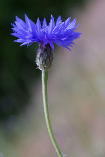 Bachelor's buttons introduced Bachelors button,Centaurea cyanus,Geotagged,Spring,United States