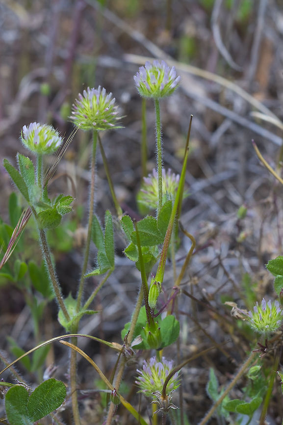 small headed clover  Geotagged,Spring,Trifolium microcephalum,United States