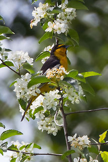 Bullock's oriole, male  Bullock's oriole,Geotagged,Icterus bullockii,Spring,United States