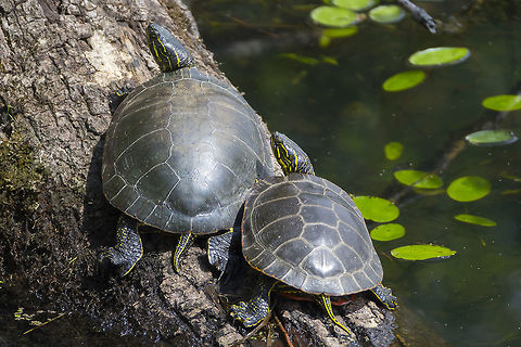 painted turtles  Chrysemys picta,Geotagged,Painted turtle,Spring,United States