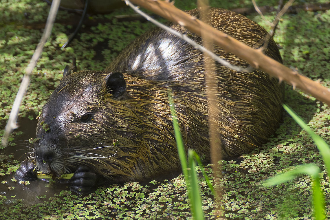 Nutria introduced/invasive Coypu,Geotagged,Myocastor coypus,Spring,United States