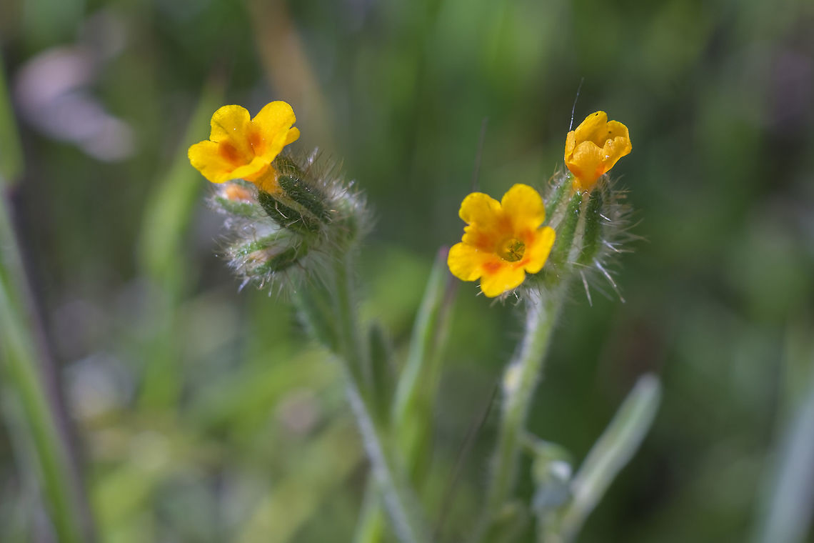 Bristly fiddleneck  Amsinckia tessellata,Bristly fiddleneck,Geotagged,Spring,United States