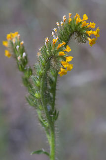 Menzies' fiddleneck  Amsinckia menziesii,Geotagged,Spring,United States