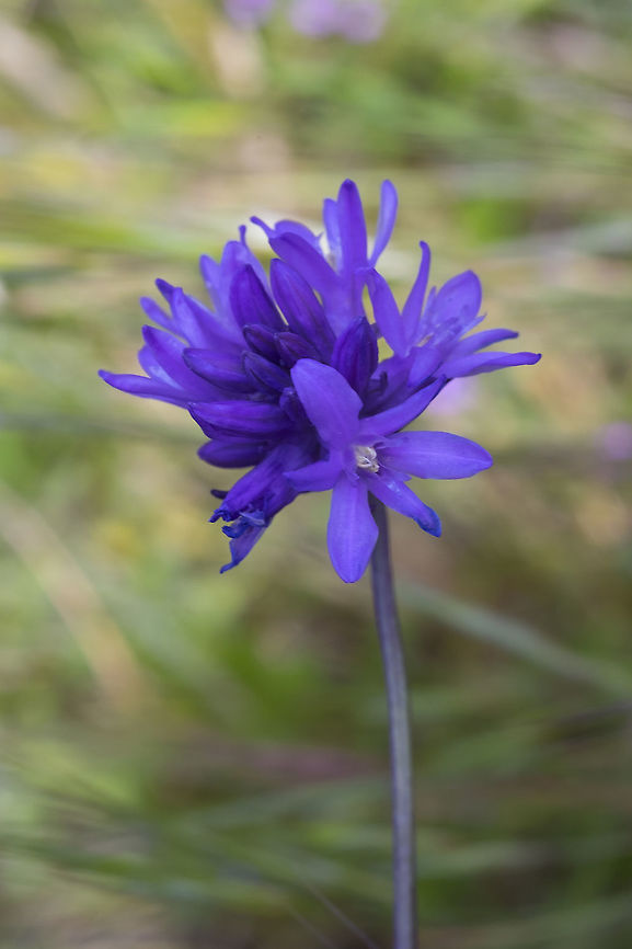 northern saitas  Dichelostemma congestum,Geotagged,Spring,United States