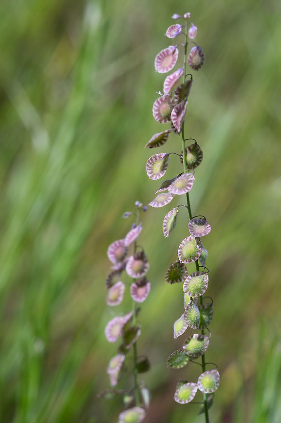 sand fringepod This plant gets an unassuming tiny flower, but the seed pods are the big attraction. Geotagged,Spring,Thysanocarpus curvipes,United States
