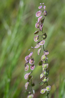 sand fringepod This plant gets an unassuming tiny flower, but the seed pods are the big attraction. Geotagged,Spring,Thysanocarpus curvipes,United States