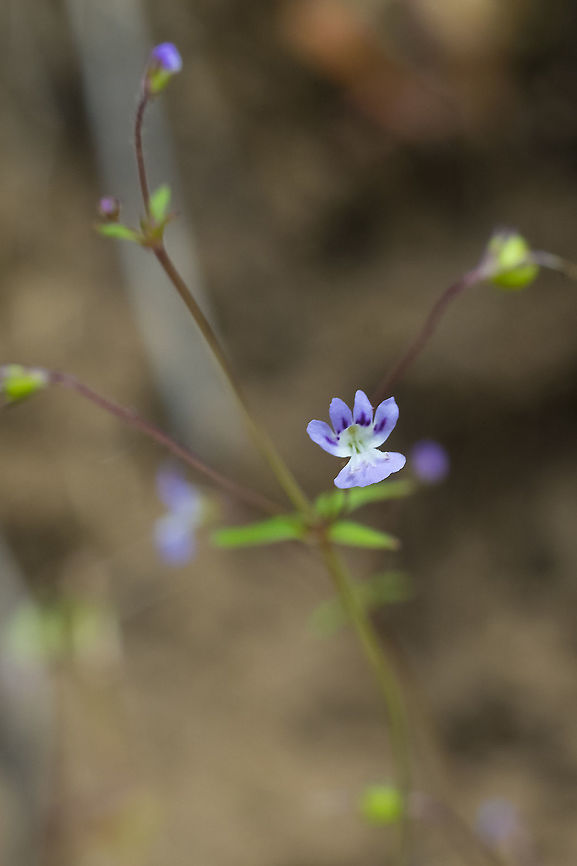 lesser baby-innocence These flowers were so tiny I only saw them because I was down near the ground to photograph an interesting fly Geotagged,Spring,Tonella tenella,United States
