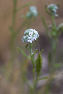 probable Cryptantha sp. there are many of these and they are difficult for me to tell apart...  Geotagged,Spring,United States