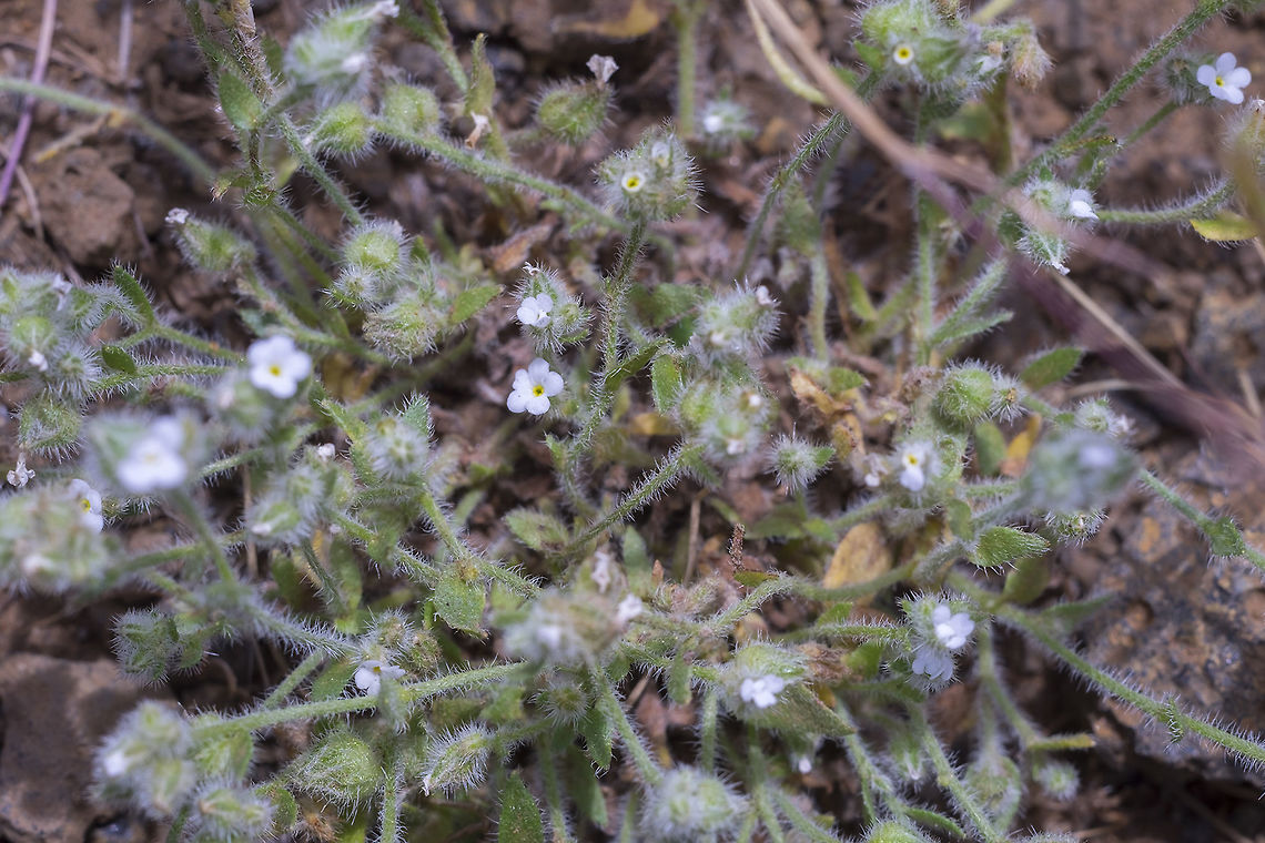 probable Cryptantha sp. another cat&#039;s eye... this one was very small and formed small mats rather than being upright like the previous one. Geotagged,Spring,United States