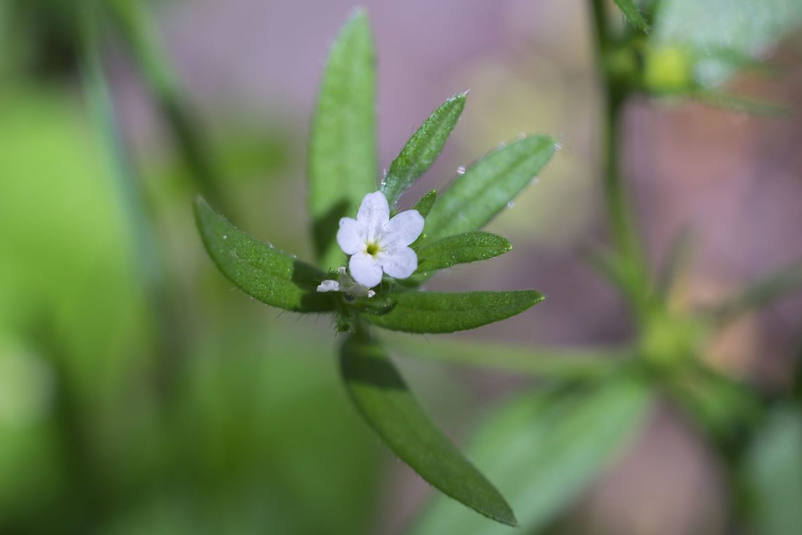 corn gromwell  Field gromwell,Geotagged,Lithospermum arvense,Spring,United States
