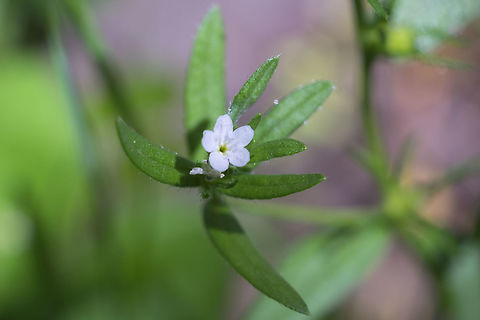 corn gromwell  Field gromwell,Geotagged,Lithospermum arvense,Spring,United States