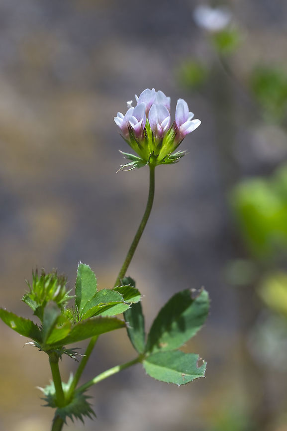White tip clover  Geotagged,Spring,Trifolium variegatum,United States