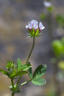 Whitetip clover