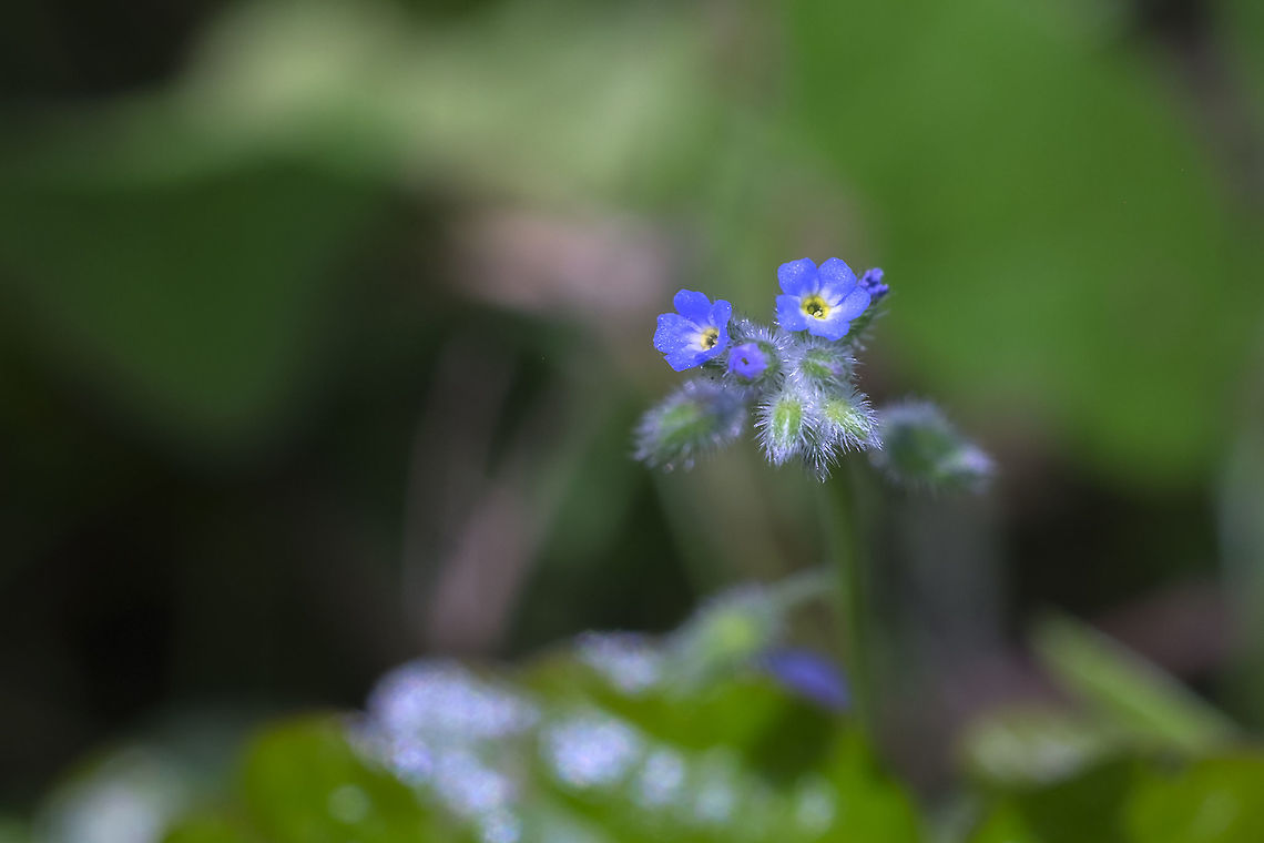 tiny blue flowers on a large green plant... I'd swear I've seen this before, but I'm having a difficult time identifying it...  Geotagged,Green alkanet,Pentaglottis sempervirens,Spring,United States