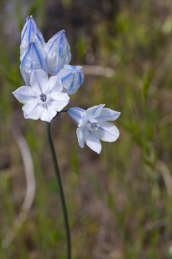 blue umber lily  Geotagged,Largeflower tripletlily,Spring,Triteleia grandiflora,United States