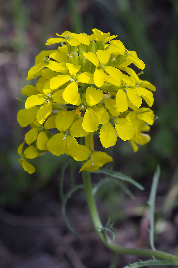 sanddune wallflower  Erysimum capitatum,Geotagged,Spring,United States