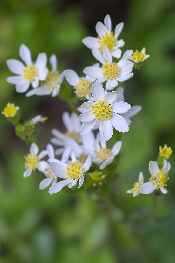 White daisy-like flowers Senecio integerrimus var. ochroleucus Geotagged,Senecio integerrimus,Spring,United States