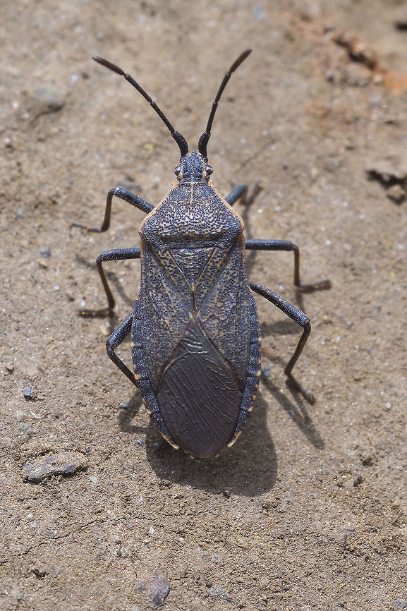 Adult squash bug  Anasa tristis,Geotagged,Spring,United States