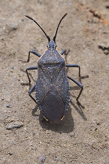 Adult squash bug  Anasa tristis,Geotagged,Spring,United States